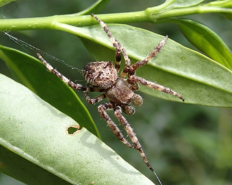 Araneus cf. angulatus - Moriago della Battaglia (TV)